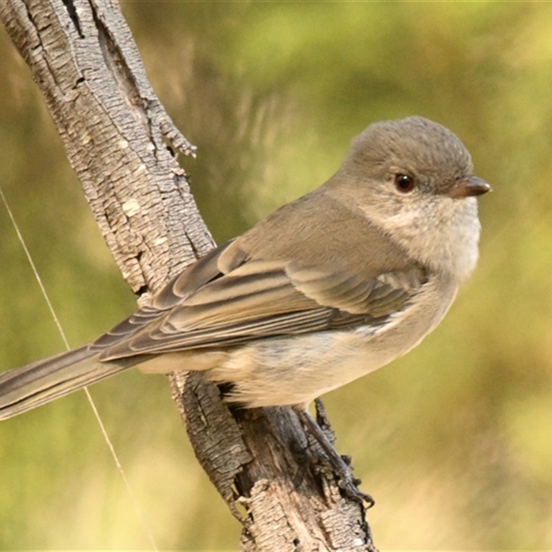 Pachycephala pectoralis