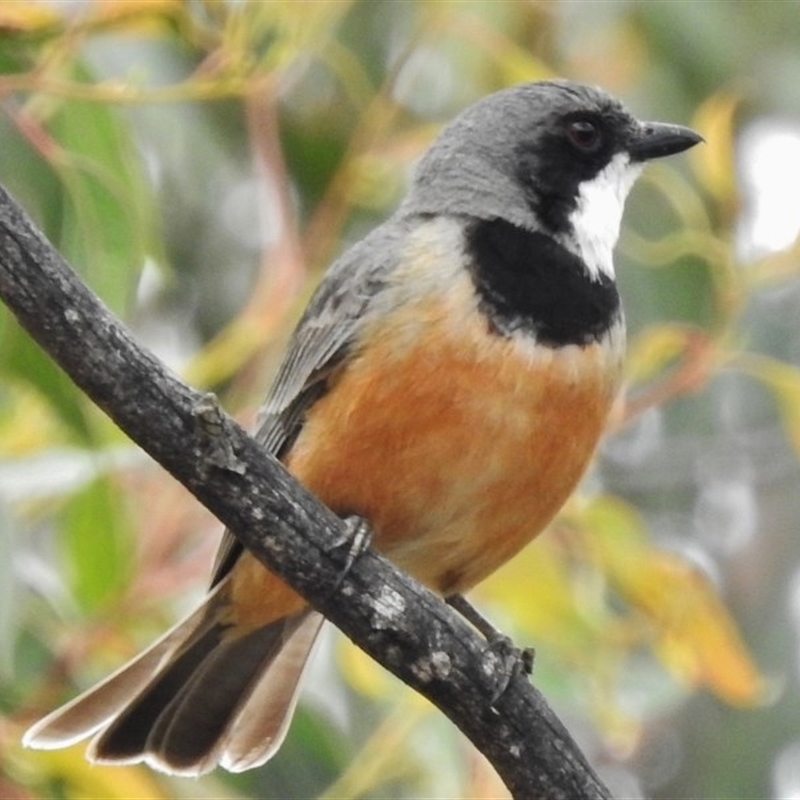 Pachycephala rufiventris