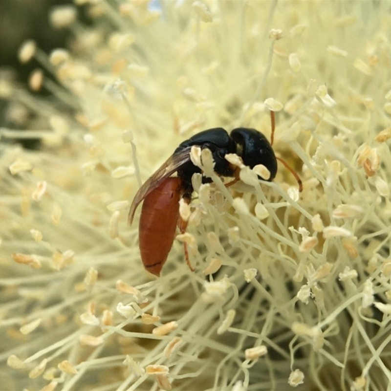 Pachyprosopis mirabilis