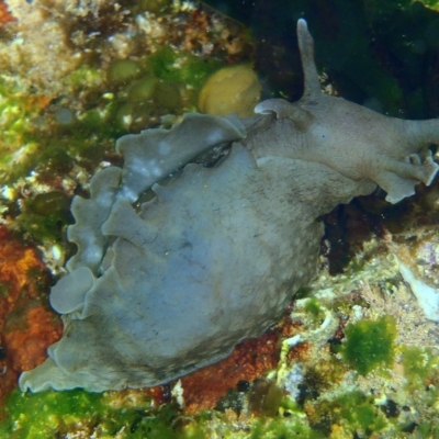 Aplysia sydneyensis