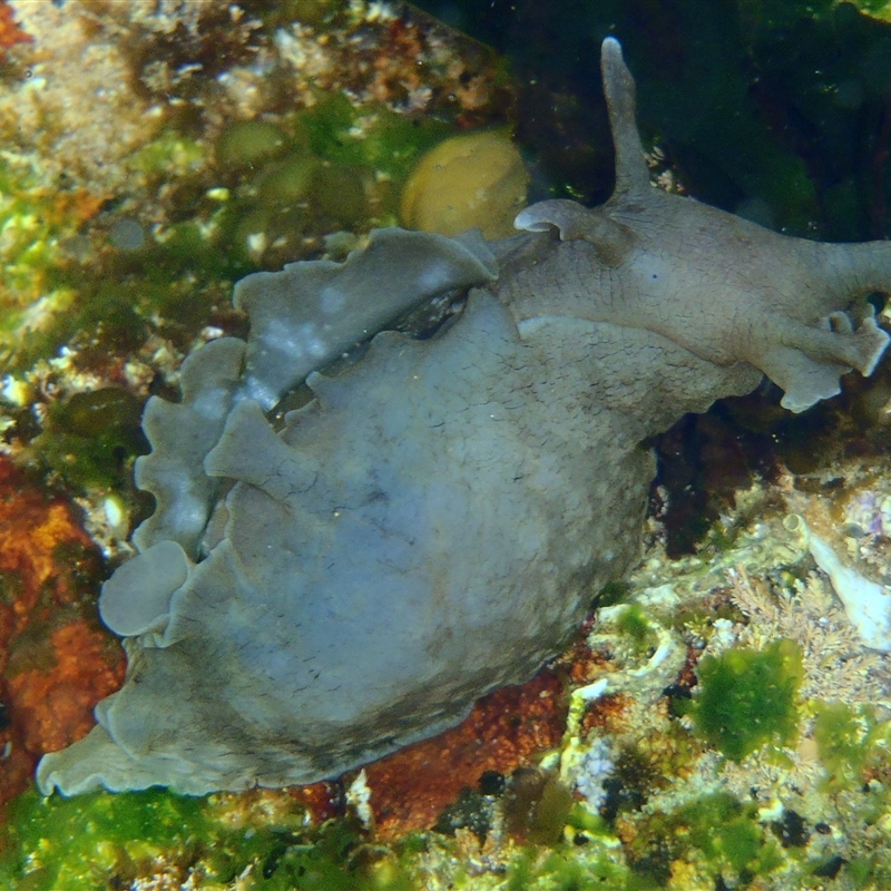 Aplysia sydneyensis