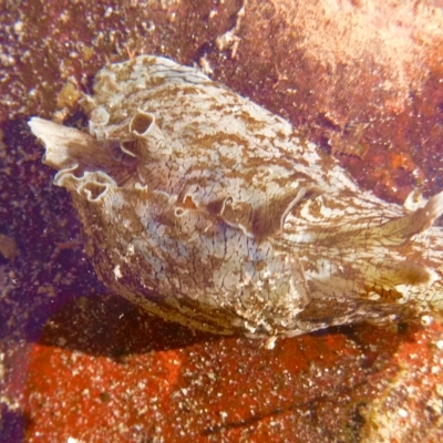 Aplysia sydneyensis