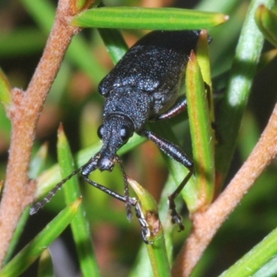 Pachyura australis