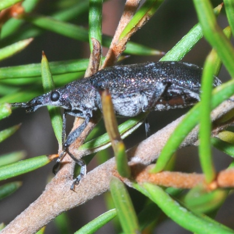 Pachyura australis