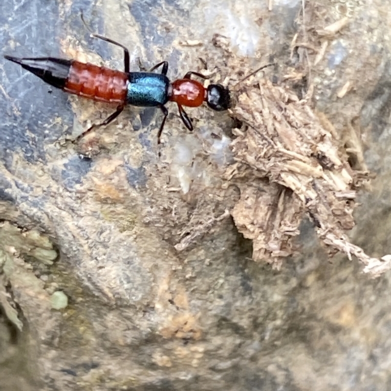 Paederus sp. (genus)