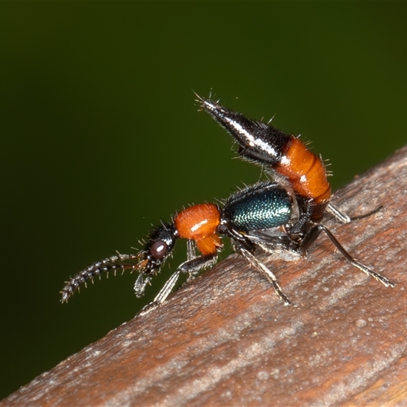 Paederus sp. (genus)