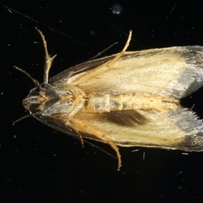 Palimmeces leucopelta