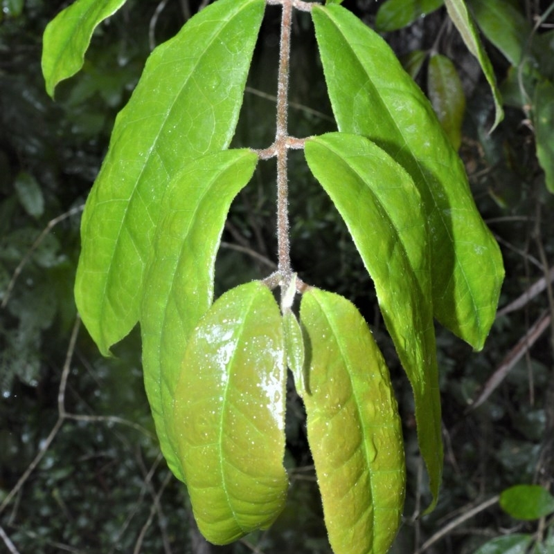 Palmeria scandens