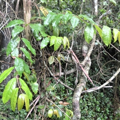 Palmeria scandens