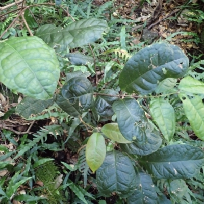 Palmeria scandens
