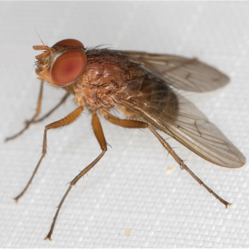 Palpostoma sp. (genus)