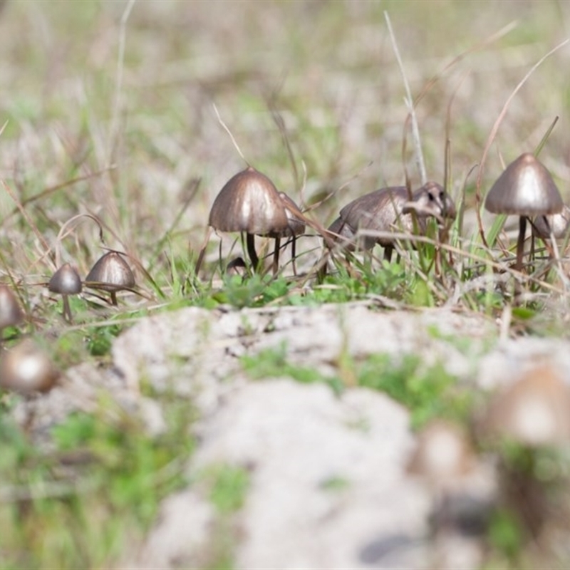 Panaeolus sp.