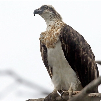 Pandion haliaetus