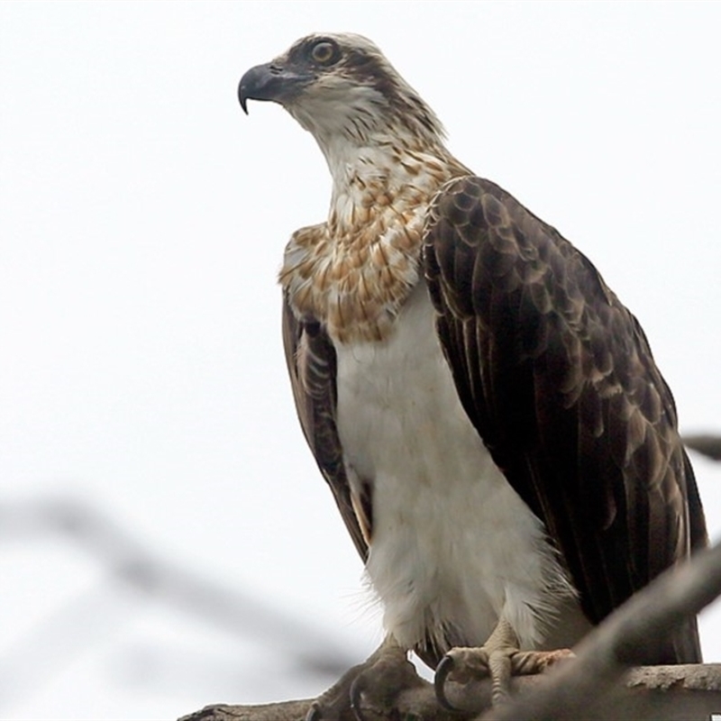 Pandion haliaetus