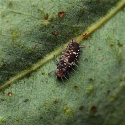 Apolinus lividigaster