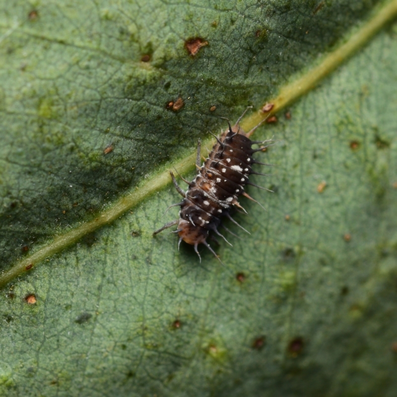 Larvae