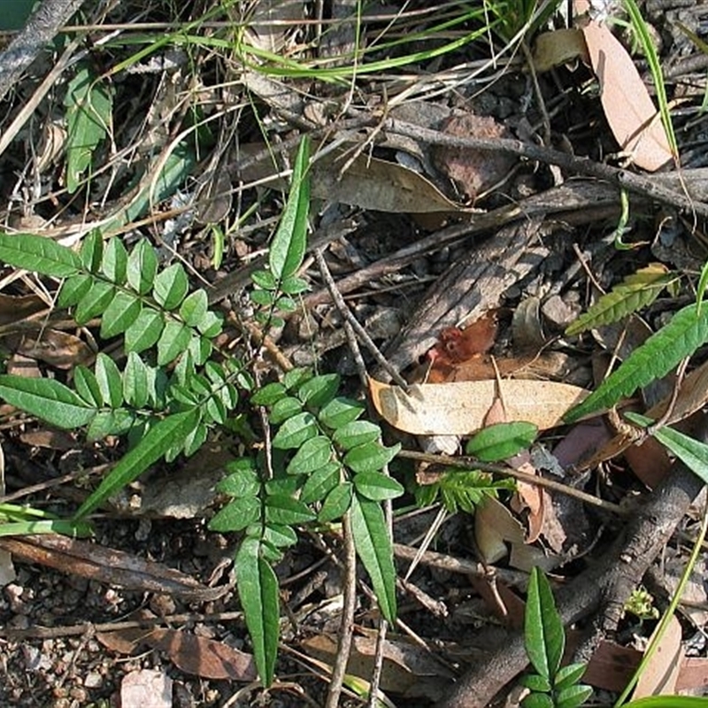 Pandorea pandorana