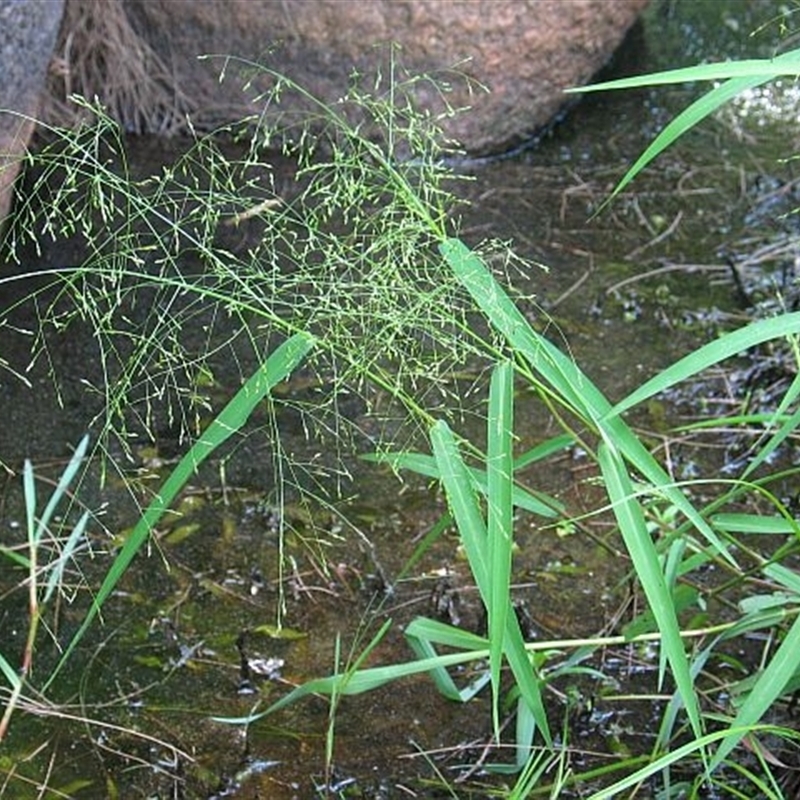 Panicum bisulcatum