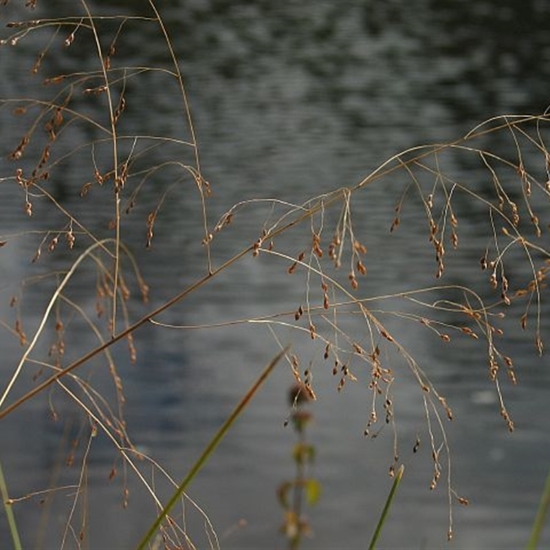 Panicum bisulcatum