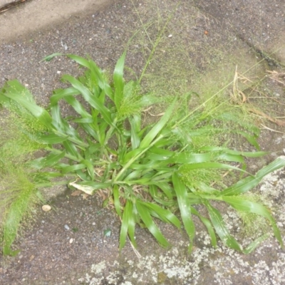 Panicum capillare