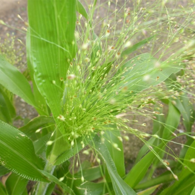 Panicum capillare