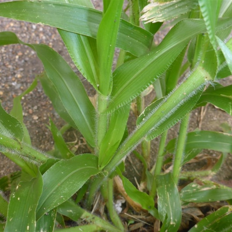 Panicum capillare