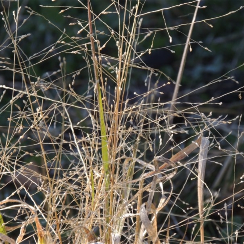 Panicum effusum