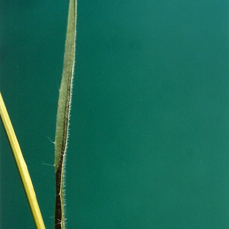 Panicum effusum