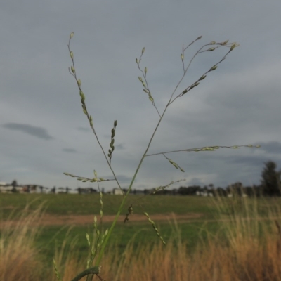 Panicum gilvum