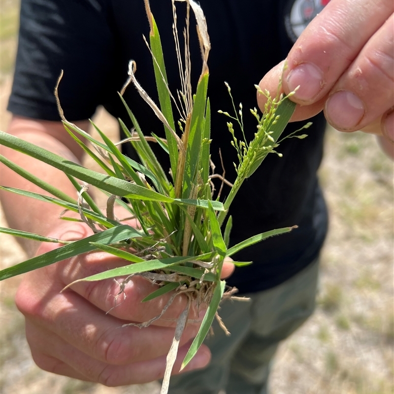 Panicum hillmanii