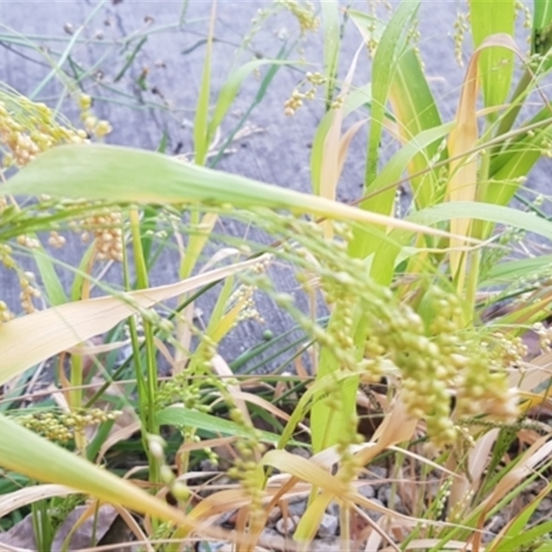 Panicum miliaceum