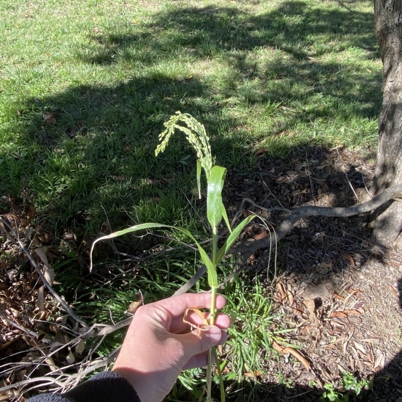 Panicum miliaceum