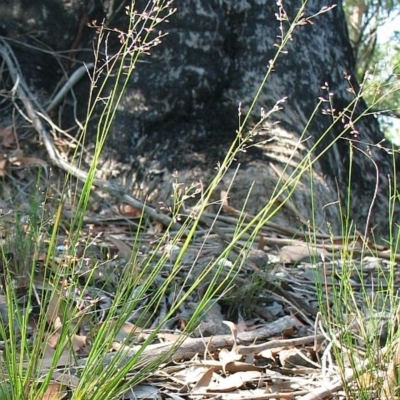 Panicum simile