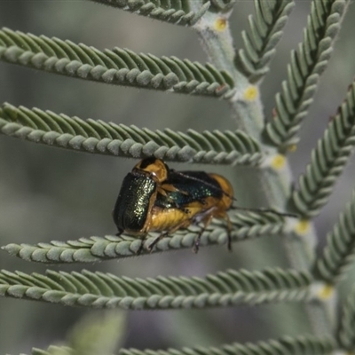 Aporocera (Aporocera) consors