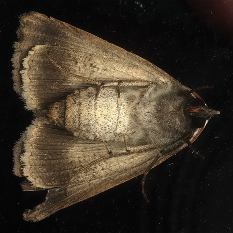 Underside