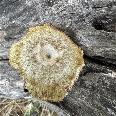 Lentinus fasciatus