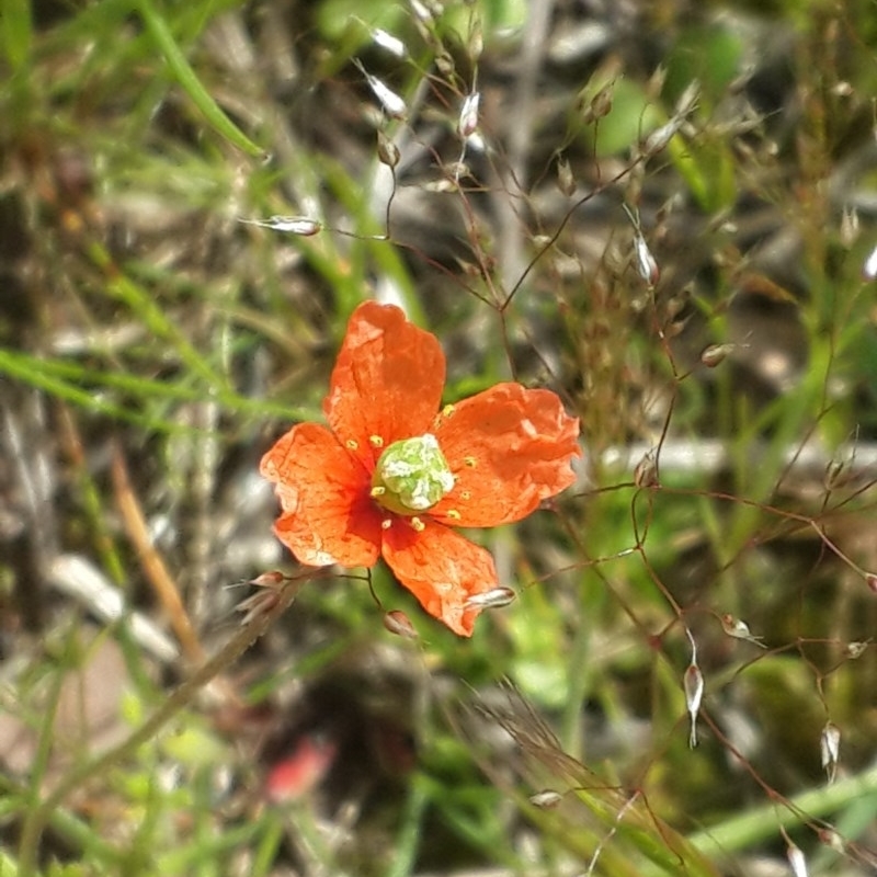 Papaver aculeatum