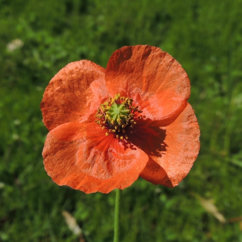 Papaver dubium