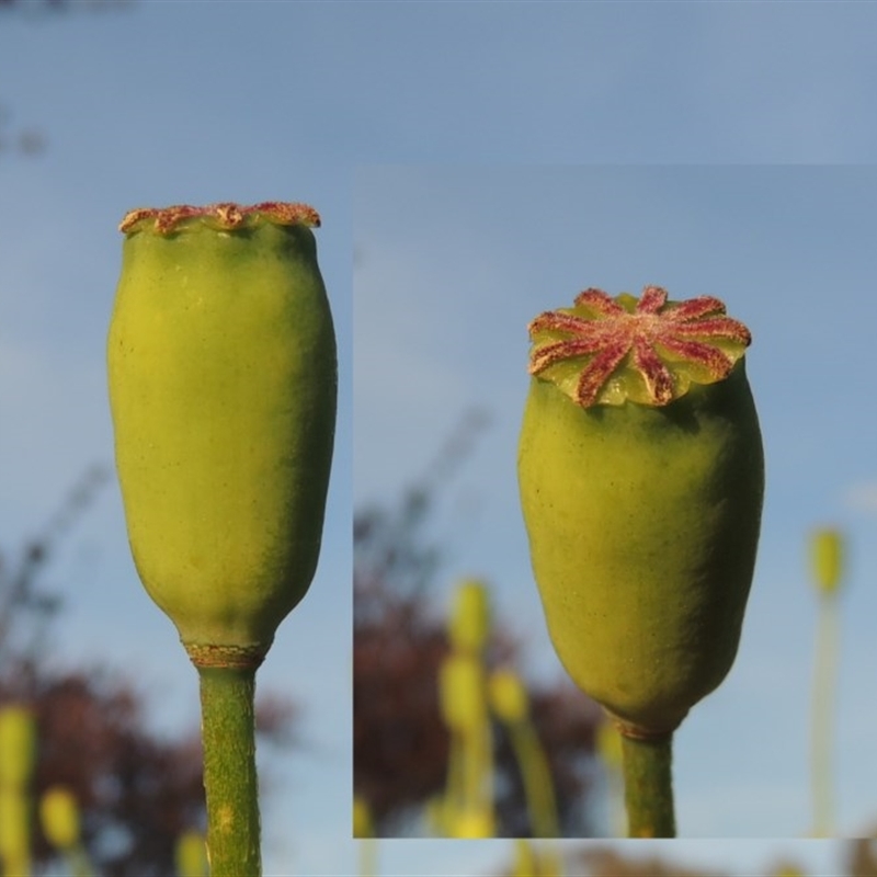 Papaver dubium