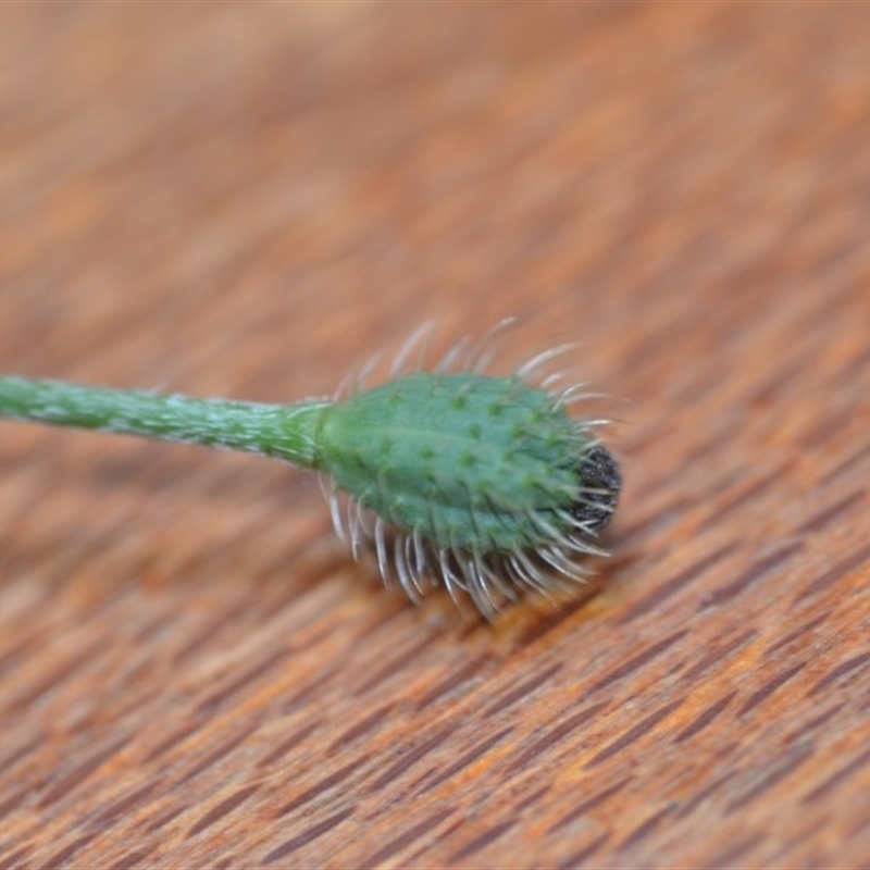 Papaver hybridum