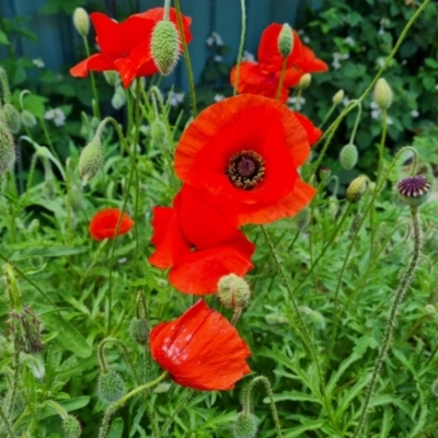 Papaver rhoeas