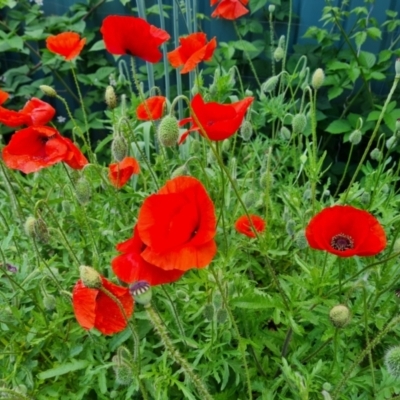 Papaver rhoeas