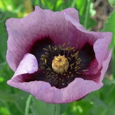 Papaver somniferum subsp. setigerum