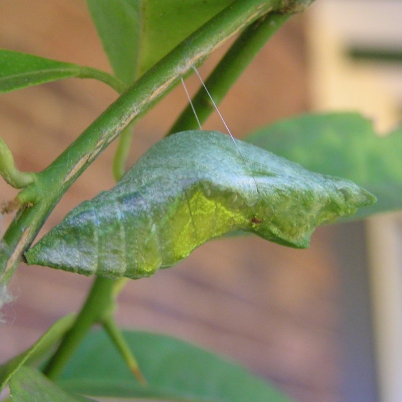 pupa