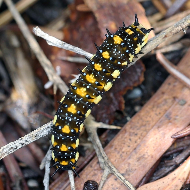 Papilio anactus