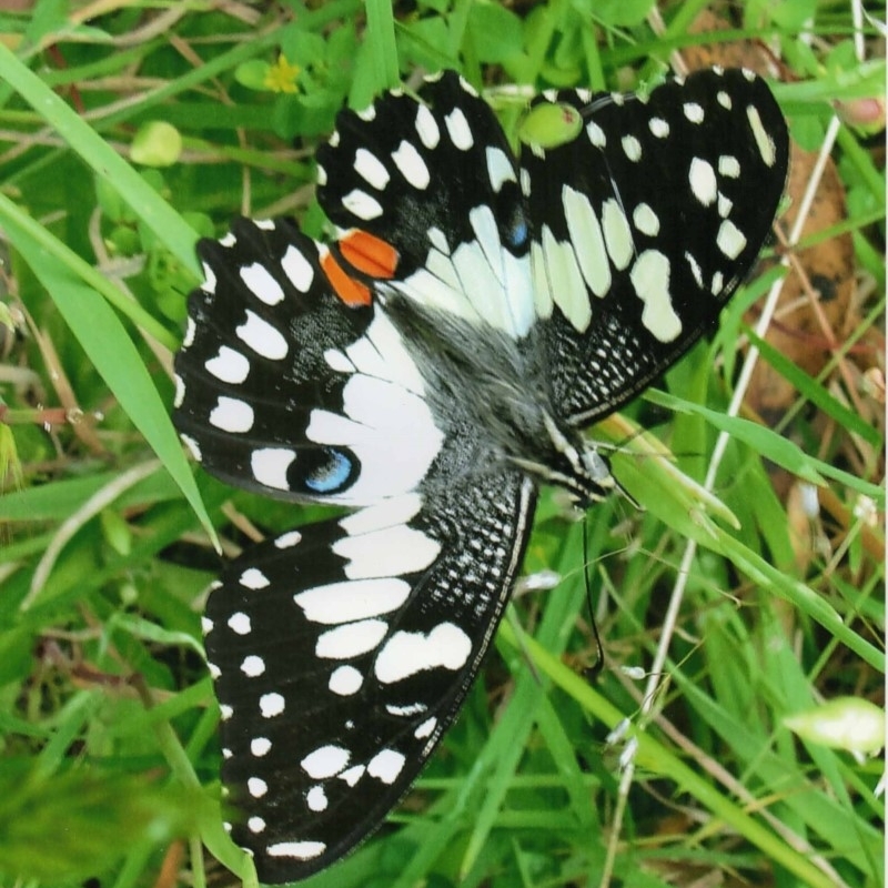 Papilio demoleus