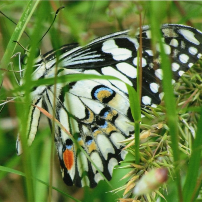 Papilio demoleus