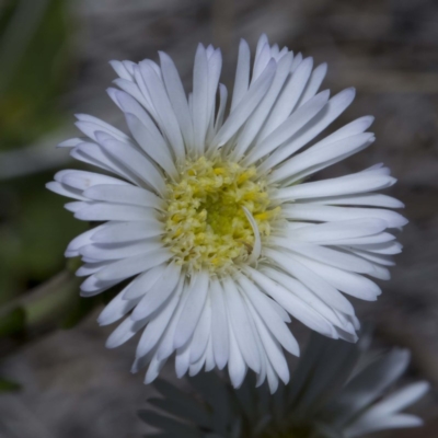 Pappochroma nitidum