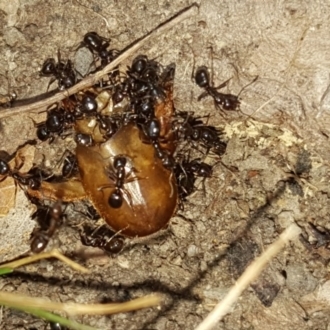 Coconut Ants are only a few mm long