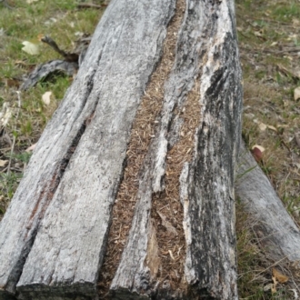 Material found in timber cracks